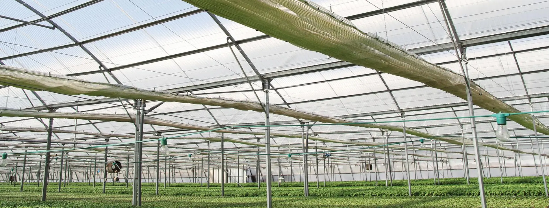 a greenhouse with plants growing in it