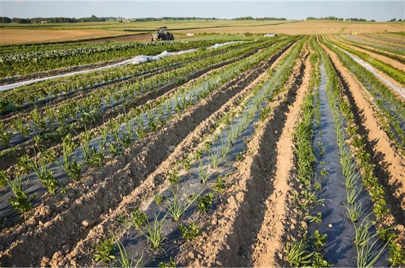 a farm with rows of plants
