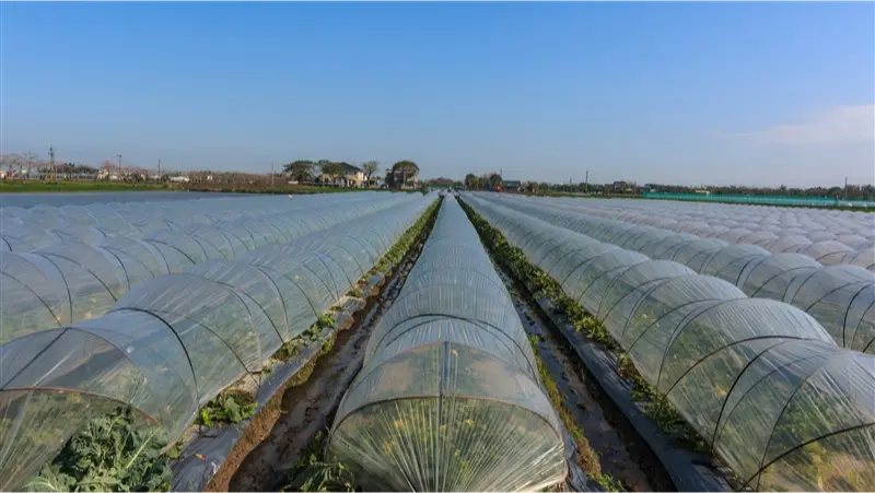 a greenhouses in a field