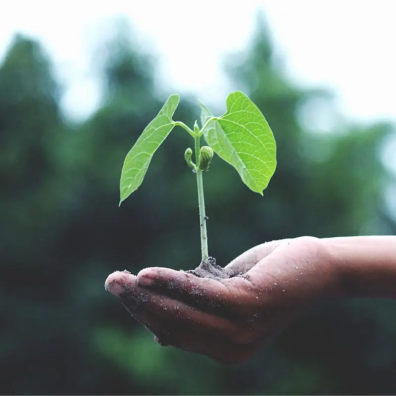 a hand holding a plant