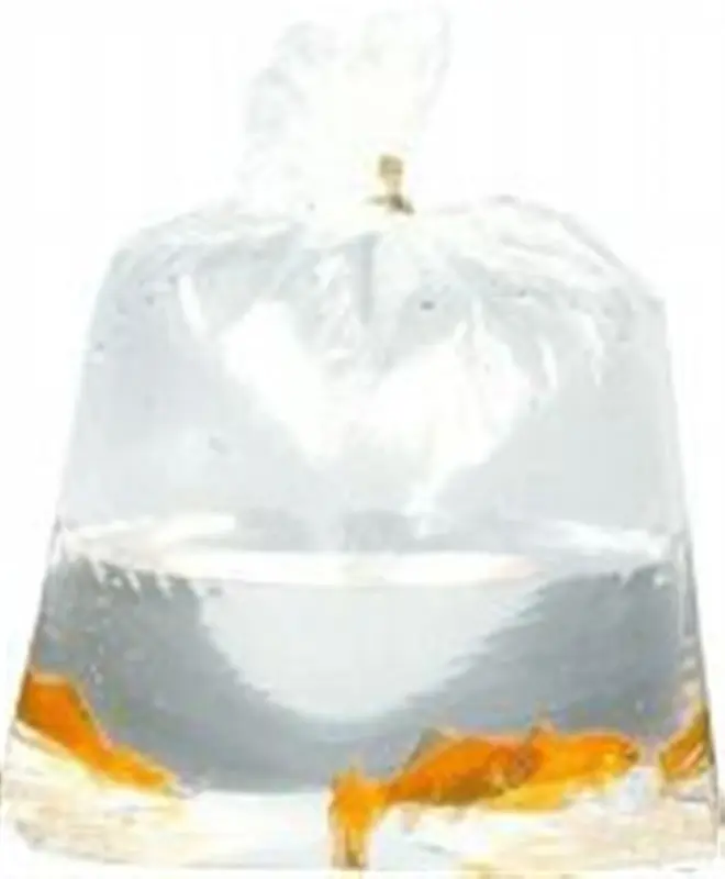a bag of water with a fish in it