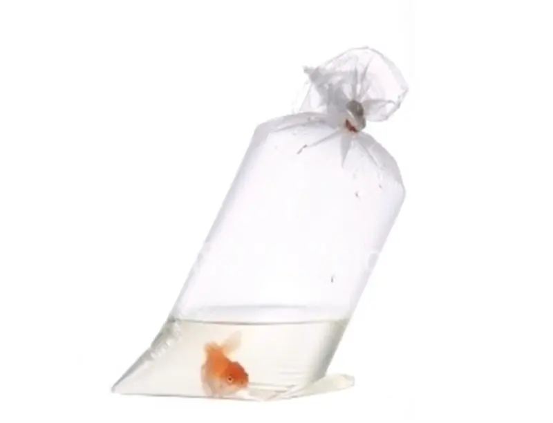 a goldfish in a plastic bag